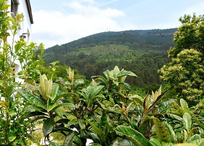 O Quinteiro De Elvira Daire *