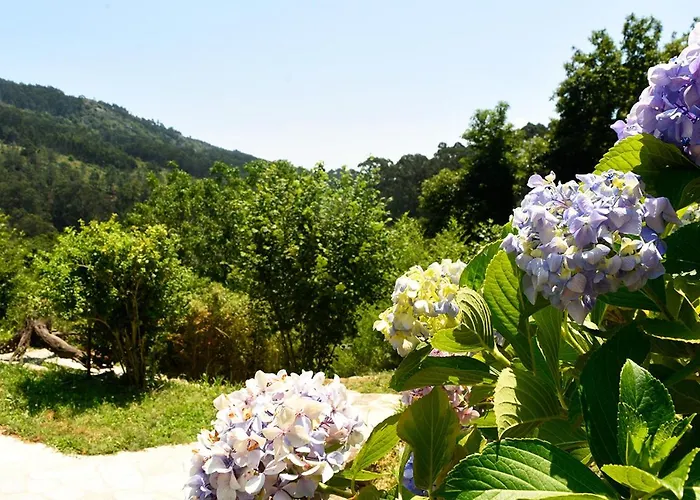 O Quinteiro De Elvira Daire *